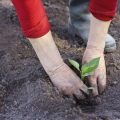 Interlinking of Public Health and Environmental Cleanliness in India