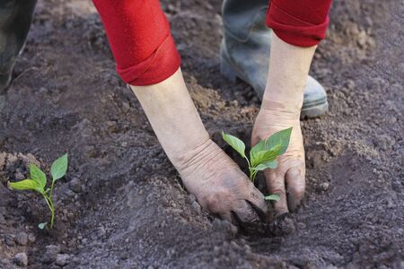 Interlinking of Public Health and Environmental Cleanliness in India