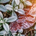 Desi Tips to Boost Immunity During Monsoon Season in India