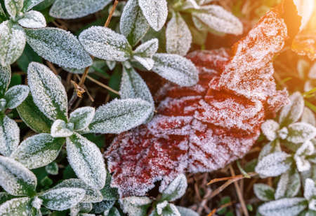 Desi Tips to Boost Immunity During Monsoon Season in India